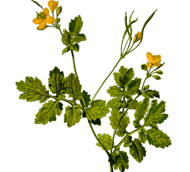 Herbe pour soulager les douleurs testiculaires chez les hommes.